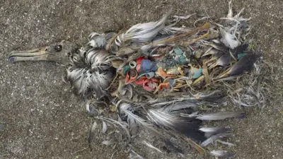 Fotografía de Chris Jordan del cadáver de un pájaro con plásticos en el estómago