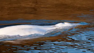 Beluga whale that strayed into France's Seine river swims near the Notre-Dame-de-la-Garenne lock-in Saint-Pierre-la-Garenne, France, 09 August 2022. The strayed whale was first spotted on 02 August and a rescue operation will be conducted to move the beluga to a salt water basin before an eventual return to the marine environment.