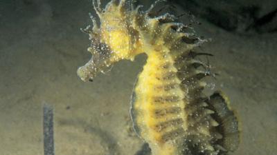 Lockdown Has Helped Endangered Seahorses Return To Uk Waters Cbbc Newsround