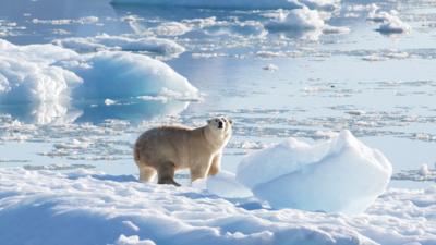 Polar bears: Animals adapt to hunt without sea ice - CBBC Newsround