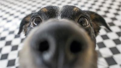 Why are dogs' noses wet and cold? - CBBC Newsround