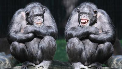 Wildlife: Apes say hello and goodbye just like humans do! - CBBC Newsround Wildlife: Apes say hello and goodbye just like humans do! - CBBC Newsround
