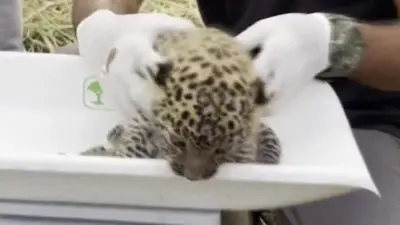 mladunce leoparda