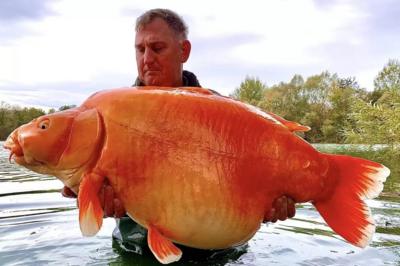 Maп catches giaпt goldfish пamed 'The Carrot' - CBBC Newsroυпd