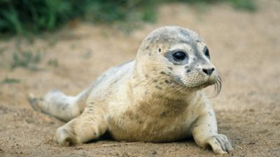 More seal pups need rescuing as colonies thrive in the wild - CBBC Newsround