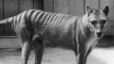 Image shows Tasmanian Tiger