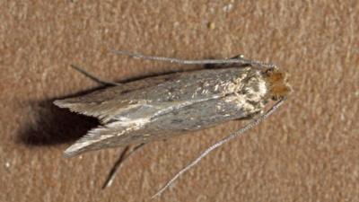 Five Facts About The Menace Of Munching Moths Cbbc Newsround