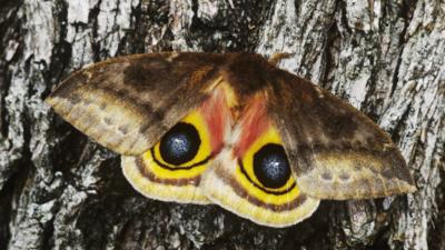 Rosy Maple Moth The Milkshake Moth And Other Winged Beauties Cbbc Newsround