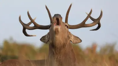 A Red Deer stag roars