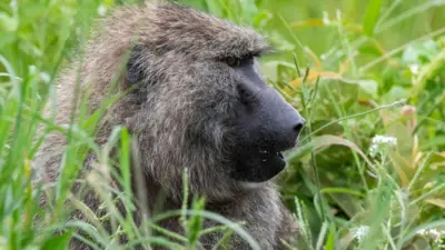 Ọbọ 'Olive baboon' jẹ ara awọn ẹ̀dà ọbọ to wa ninu igbo ijọba, Gombe National Park, ni Tanzania