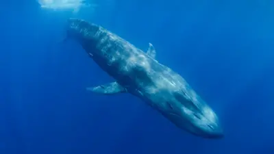 Ballena azul