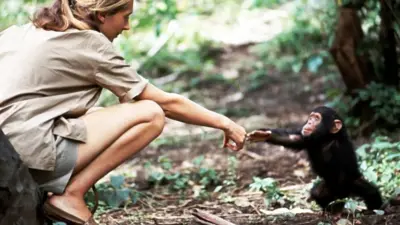 Jane Goodall