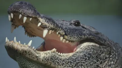 Alligator (image d'archive)