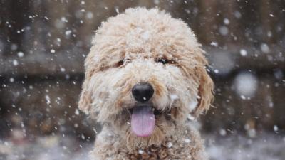 Beast From The East Why Experts Are Warning This Winter Could Be Freezing Cbbc Newsround