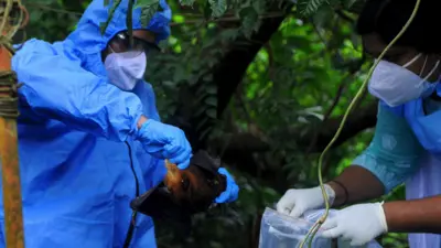 Officials deposit a bat into a plastic bag after catching it on 7 September, 2021 in Kozhikode, India. The Nipah virus is carried mainly by fruit-eating bats.