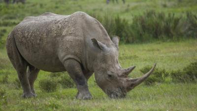 Endangered African black rhino numbers are on the up - CBBC Newsround Endangered African black rhino numbers are on the up - CBBC Newsround