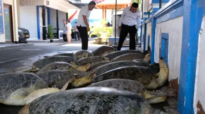 Perdagangan penyu hijau di Bali