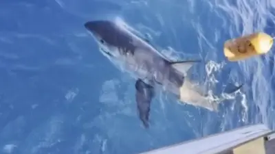 Дечак упецао велику белу ајкулу