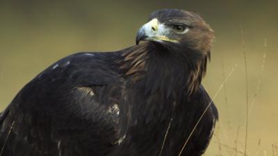 Wales Plans For The Golden Eagle To Return To Snowdonia