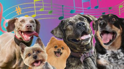 songs dogs react to