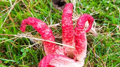 Devil's fingers at Bircher Common in Shropshire