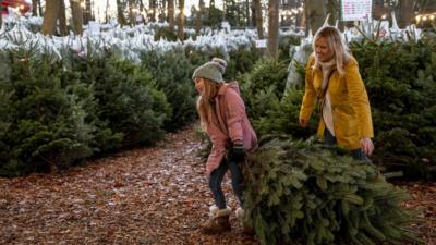 Are Real Christmas Trees More Eco Friendly Than Fake Ones Cbbc Newsround