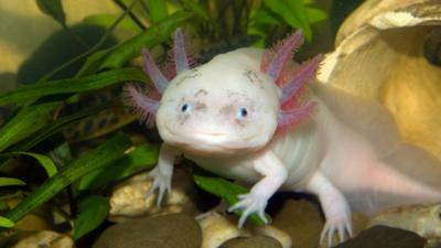 Axolotl 31 Interesting