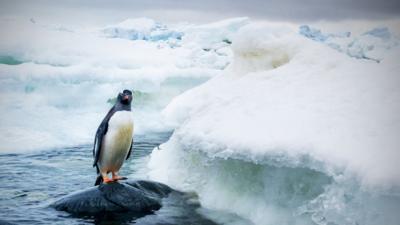 New animal species a 'threat' to life in Antarctica - CBBC Newsround