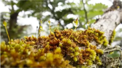 Macromitrium microstomum