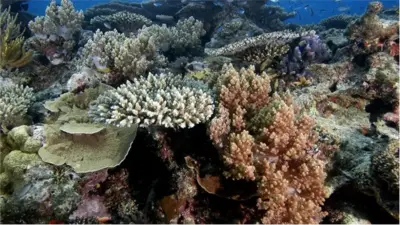 Les coraux ne survivent pas si la température de l'eau est trop élevée.