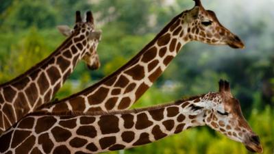 World Giraffe Day: Seven top facts about the world's tallest animal - CBBC  Newsround