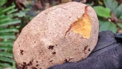 Wild fruit which appeared to have been partially eaten were found in the jungle on 30 May