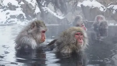التقطت صور لقرود المكاك اليابانية، من الحلقة الثالثة، وهي تعتني ببعضها البعض أثناء الاسترخاء في الحمامات الحرارية في أعالي الجبال