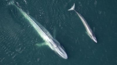Astonishing Rise In Blue Whale Numbers Cbbc Newsround