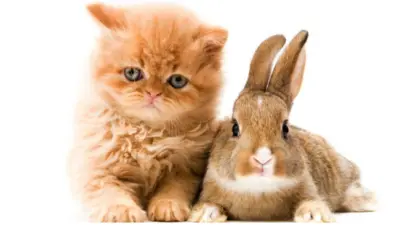 A fluffy cat and a rabbit