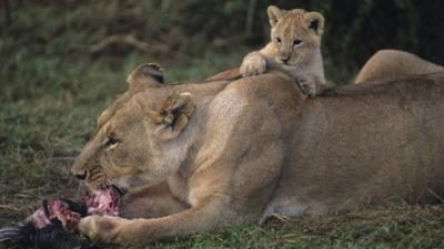 World Lion Day: Top 5 facts about the King of the Jungle - CBBC Newsround World Lion Day: Top 5 facts about the King of the Jungle - CBBC Newsround