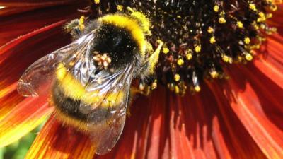 World Bee Day 21 What S All The Buzz About Cbbc Newsround