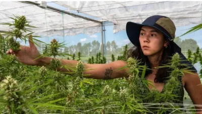 Chidchanok Chidchob tending her marijuana plants in Buriram