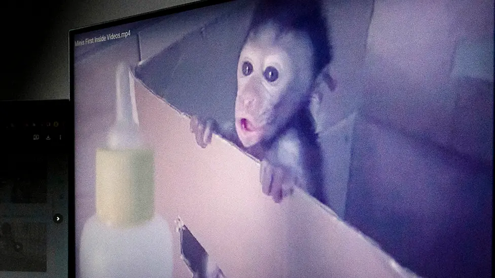 BBC调查揭露了横跨印尼和美国的虐待猴子社群