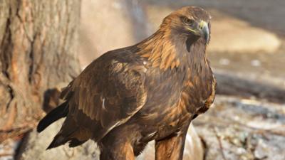 Wales Plans For The Golden Eagle To Return To Snowdonia