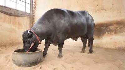 मुर्रा राँगा