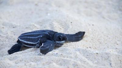 Image result for sea turtle baby stranded