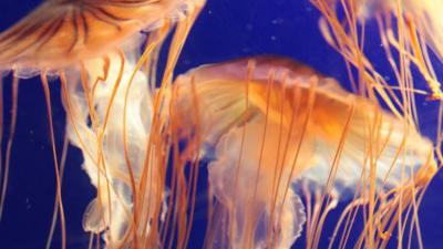 jellyfish eating fish