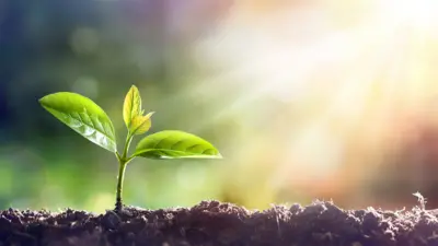 Young plant growing in sunlight