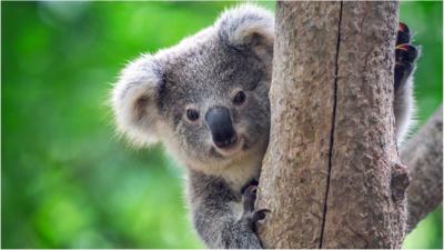 Koalas Are Functionally Extinct Say Campaigners Cbbc Newsround