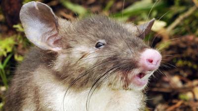 jungle rat