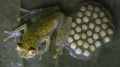 glass frog tadpoles