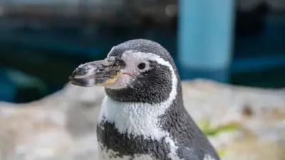 A Humboldt penguin in its pen