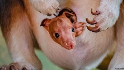 Goodfellow's tree kangaroo: Extremely rare joey born in UK zoo for first  time - CBBC Newsround