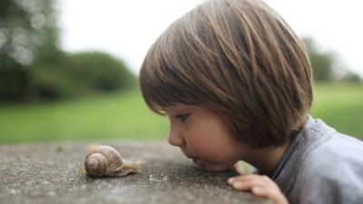 Are Snails Good Pets The Y Guide